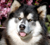 CKC Alaskan Malamute pedigrees and pictures
