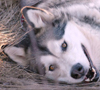 Alaskan Malamute health, cancer, spay, neuter information, diseases